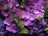 purple algea.jpg