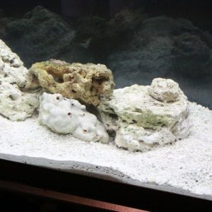 fish tank 14.jpg