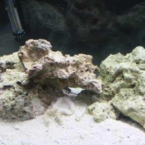 fish tank 17.jpg