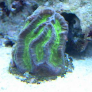 Coral-4.jpg
