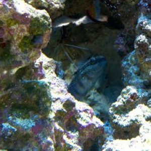 Coral-Banded-Goby.jpg