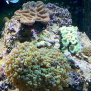 Corals-3.jpg