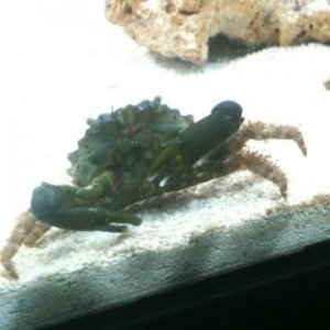 crab 3.jpg