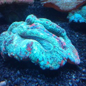 brain coral +1.jpg