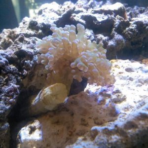 Frogspawn coral.jpg