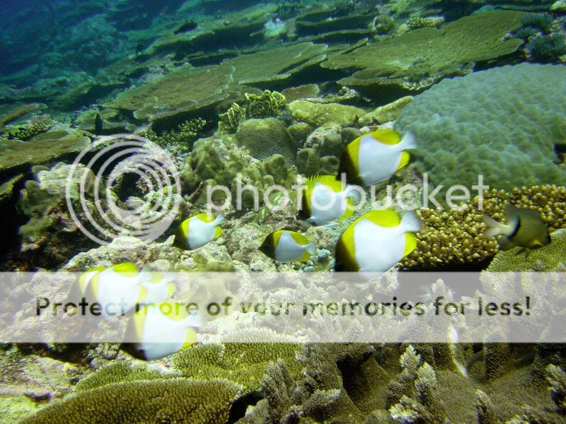 Yap_-_Diving_-_Sunrise_Drift_Dive_-_PyramidButterflyfish.jpg