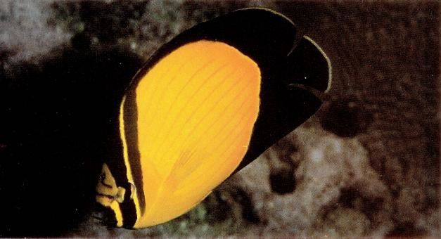 Arabian butterflyfish.jpg