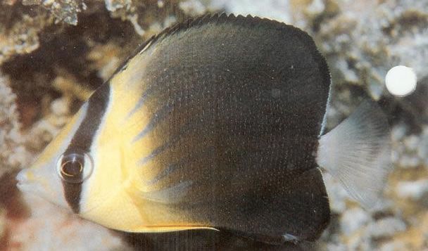 Blackburns butterflyfish.jpg