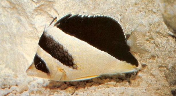 Burgess butterflyfish.jpg