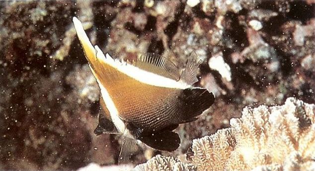 Humphead bannerfish.jpg
