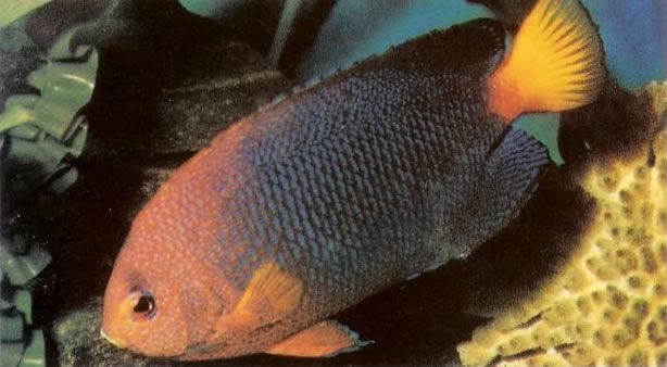 Japanese Pygmy Anglefish.jpg