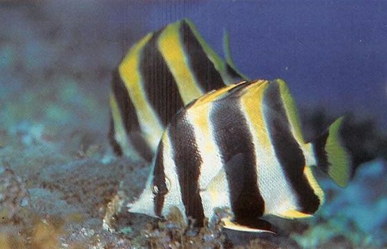 Lord Howe Butterflyfish.jpg