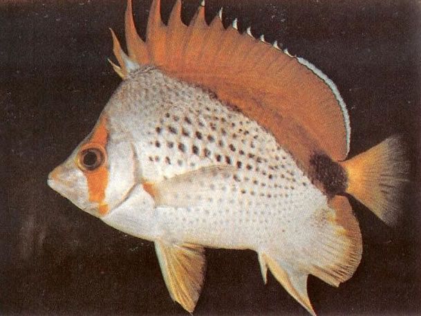 Marquesan butterflyfish.jpg