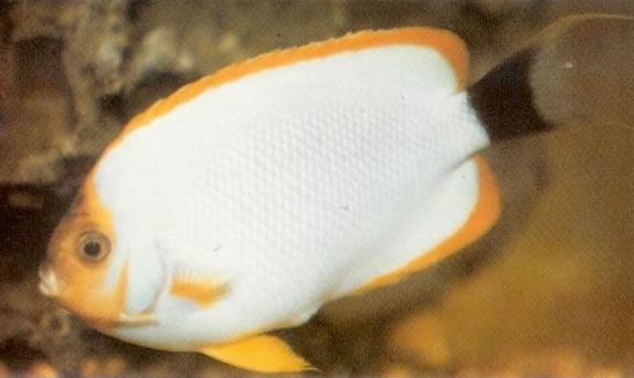 Masked Angelfish Male.jpg