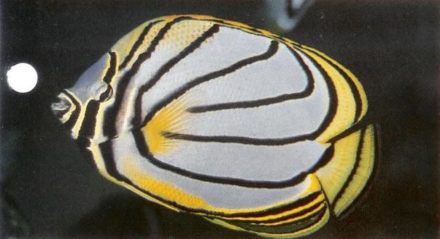 Meyers butterflyfish.jpg