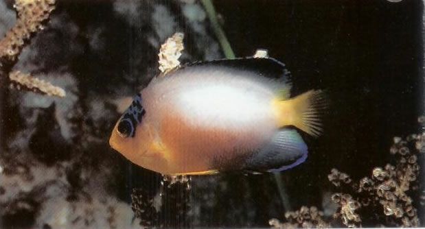 Multicolor angelfish.jpg