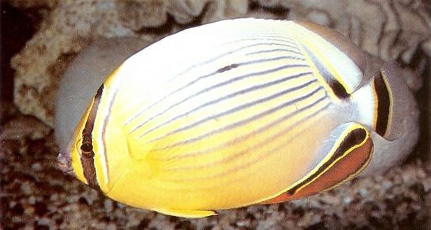 Pacific pinstriped butterflyfish.jpg