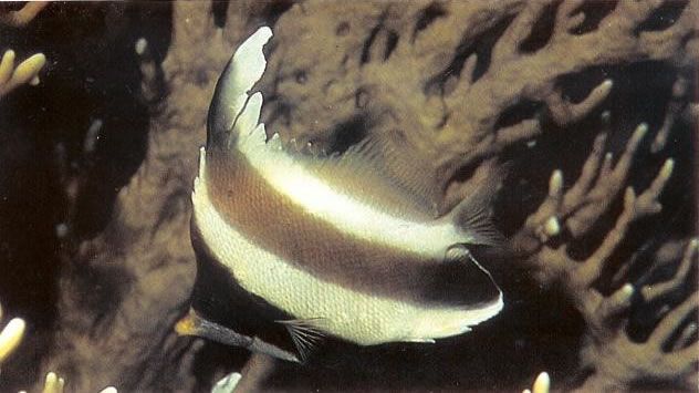 Pennant bannerfish.jpg