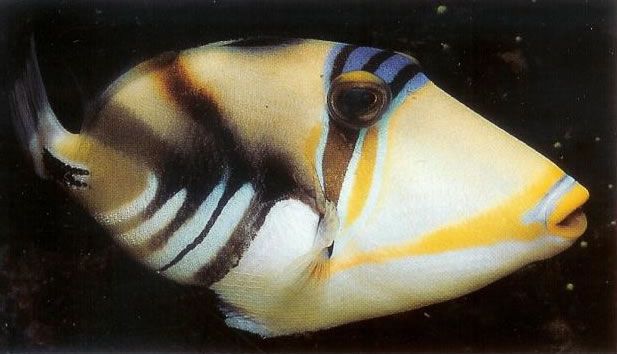 Picasso Triggerfish.jpg