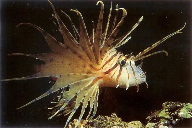 Russells lionfish.jpg