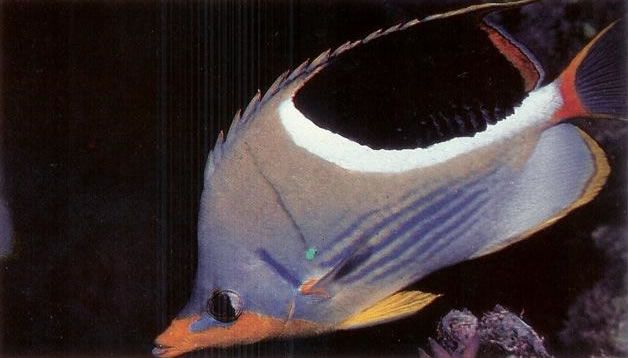 Saddleback butterflyfish.jpg