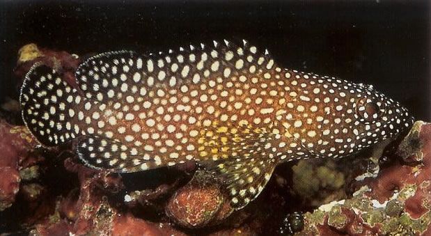 Specklefin grouper.jpg