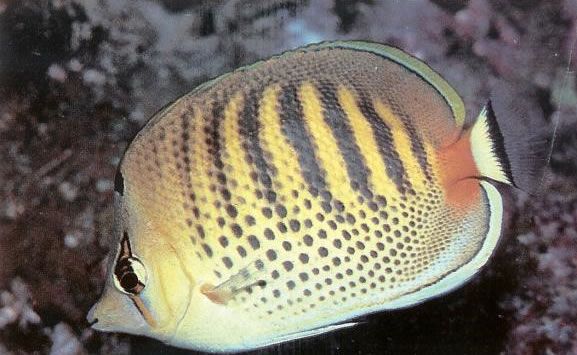 Spotbanded butterfyfish.jpg