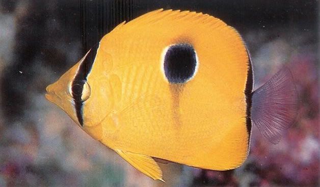 Teardrop butterflyfish.jpg