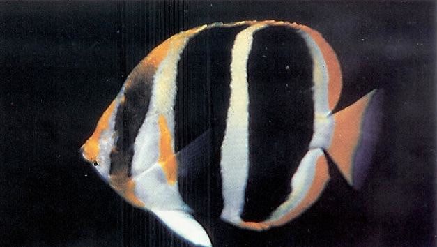Threestripe butterflyfish.jpg