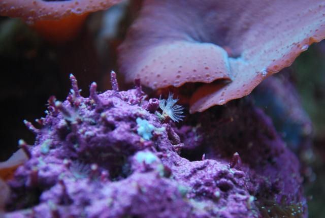 Mini Feather Dusters Out The Wazzoo Living Reefs
