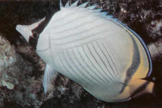 Vagabond butterflyfish.jpg