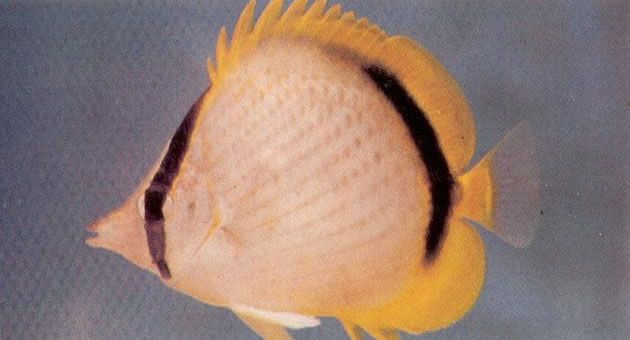 Yellowdotted butterflyfish.jpg