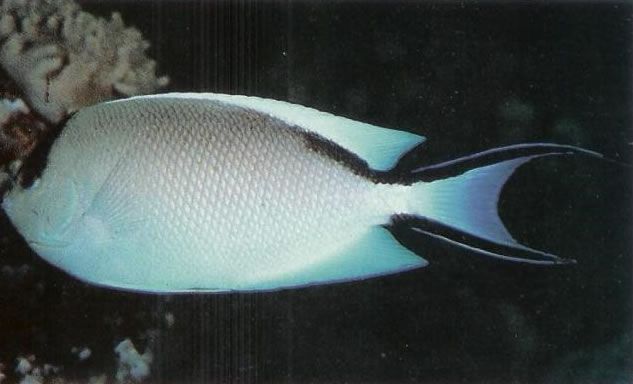Zebra Angelfish Female.jpg