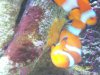 clown fish spawn 019.jpg