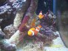 clown fish spawn 015.jpg