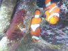 clown fish spawn 022.jpg