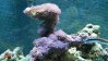 Violet Clove Coral..jpg