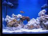 reef tank-first fish 022sm.jpg