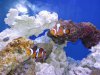 reef tank-first fish 023sm.jpg