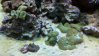 Corals-1.jpg
