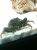 crab 3.jpg