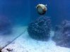 snail and coral new tank.jpg