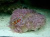 plate coral and clownfish.jpg