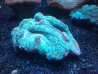 brain coral +1.jpg