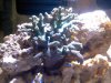 Green leather tree coral.jpg