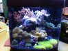 coral reef tank.JPG