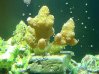Coral Whitening (2012-03-23).jpg
