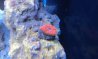 red coral.jpg