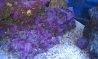 Coraline Algae.jpg