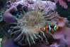 clown anemone1 (1280x857).jpg